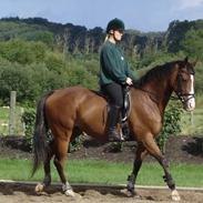 Fuldblod (XX) Aprillove