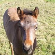 Anden særlig race Manou