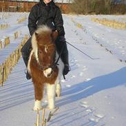 Anden særlig race otto