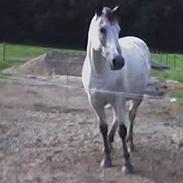 Knabstrupper cazy af fugdal