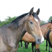 Dansk Varmblod Chi-Chi