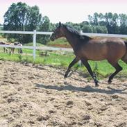 Dansk Varmblod Chi-Chi