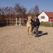 Fjordhest Dicte Stanstorp