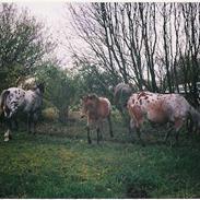 Knabstrupper cazy af fugdal