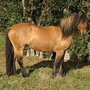 Anden særlig race Freja