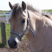 Anden særlig race Frederik