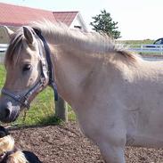 Anden særlig race Frederik