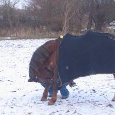 Anden særlig race Nansi R.I.P
