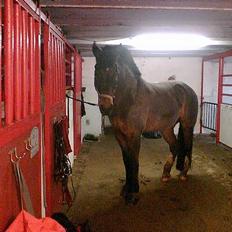 Oldenborg Joy -> R.I.P Altid savnet