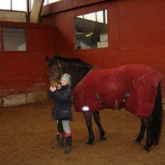 Dansk Varmblod Fantasi R.I.P