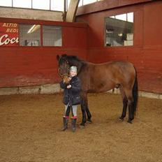 Dansk Varmblod Fantasi R.I.P