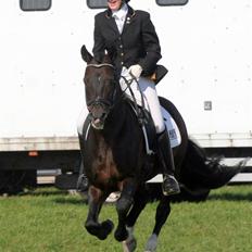 New Forest Mister Malthe ELITEHINGST