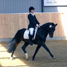 New Forest Mister Malthe ELITEHINGST