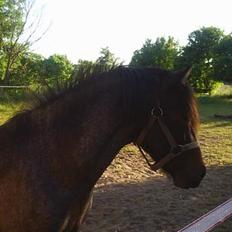 Anden særlig race Balou