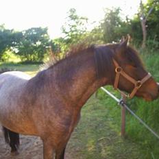 Anden særlig race Balou