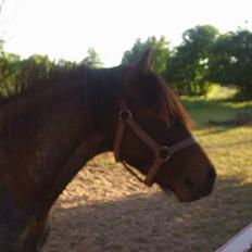 Anden særlig race Balou