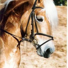 Tyroler Haflinger Tinni