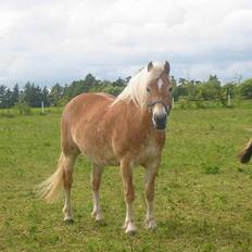 Tyroler Haflinger Tinni