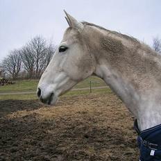 Dansk Varmblod Vennelunds Nala *R.I.P*