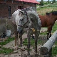 Dansk Varmblod Vennelunds Nala *R.I.P*