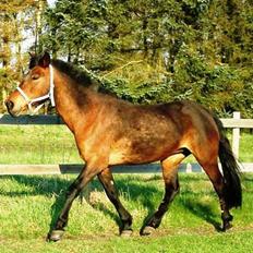 New Forest A Choko Chanel UDLÅNT