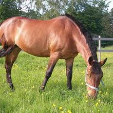 New Forest A Choko Chanel UDLÅNT