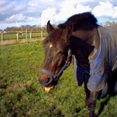 Oldenborg Joy -> R.I.P Altid savnet