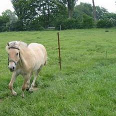 Fjordhest Anakin *SOLGT*