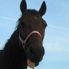 Anden særlig race Sebastian<'3 solgt:'(