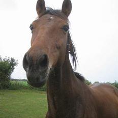 Anden særlig race Sebastian<'3 solgt:'(