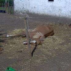 Haflinger James <,3 Minegen<'33