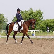 Anden særlig race Filur rakosi  solgt