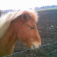 Islænder Gosi fra bakkegården