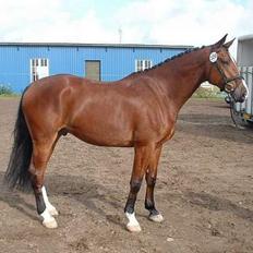 Dansk Varmblod leopold