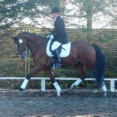 Dansk Varmblod leopold