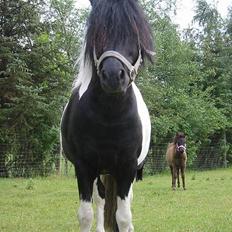 Shetlænder | Kærholms Indian 