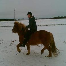 Islænder Gosi fra bakkegården