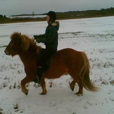 Islænder Gosi fra bakkegården
