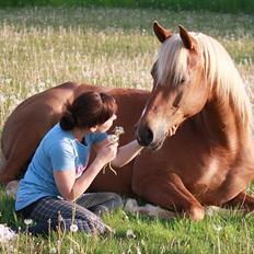 Palomino | Klepholms Krøsus  «3