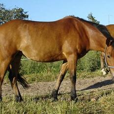 New Forest Miin Lynette