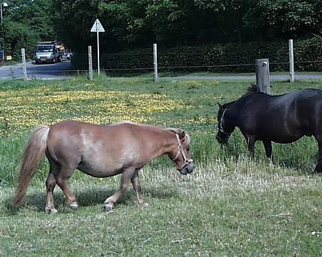 Shetlænder Petter - petter med sin kæreste, hun hedder jasmin og stod hos os, de forlod ikke hinandens side.. til stor sorg for petter blev hun slogt. billede 10