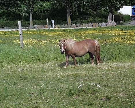 Shetlænder Petter - her er jasmin igen.. billede 11