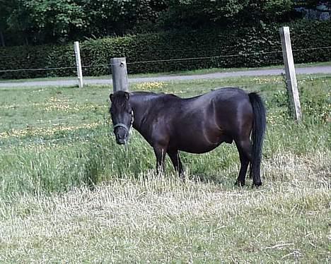Shetlænder Petter - i sommers billede 12