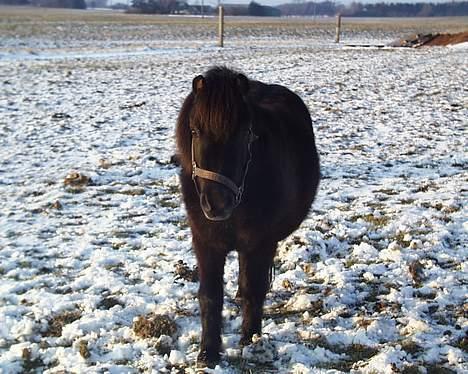 Shetlænder Petter - petter i lidt sne foråret 2005. billede 13