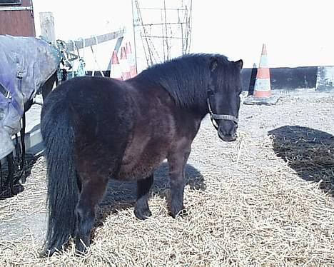 Shetlænder Petter - petter nyder lidt sol i april billede 14