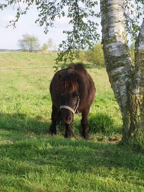 Shetlænder line<3 billede 18