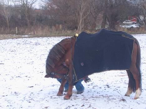 Anden særlig race Nansi R.I.P billede 3