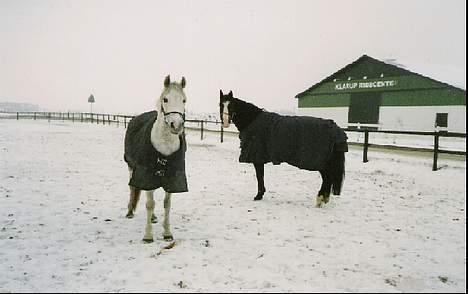 Anden særlig race Snowball R.I.P <3  - Snow og min elskede hest pinocchio der desværre blev aflivet for ca tre år siden:´/ billede 4