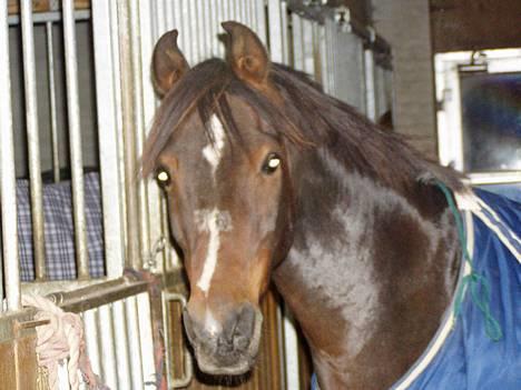 Anden særlig race Filur rakosi  solgt - boks billede billede 2