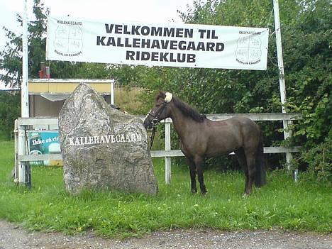 Anden særlig race Mimmi [SOLGT] - flotte mimmi billede 2